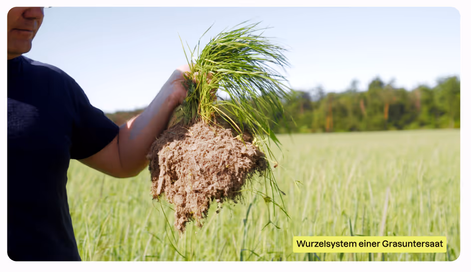 Landwirt hält Büschel Gras mit Wurzeln und Erde in der Hand