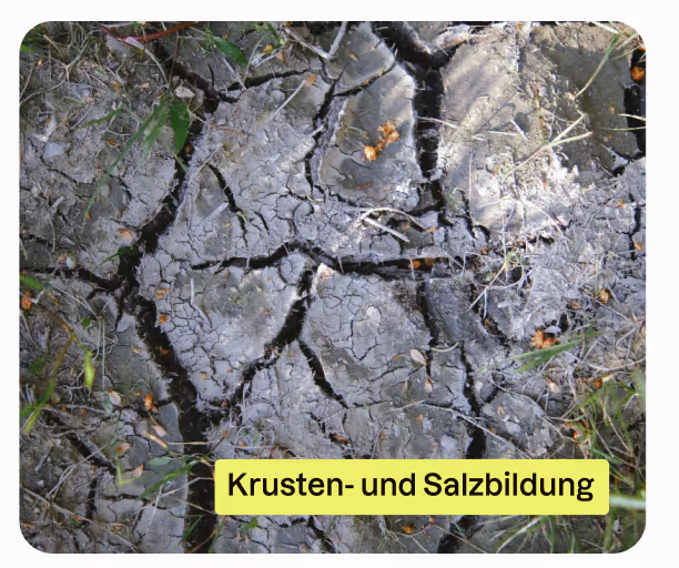 Krustenbildung und Rissen in einem trocken Boden