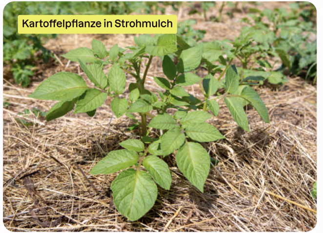 Junge Kartoffelpflanze in Strohmulch