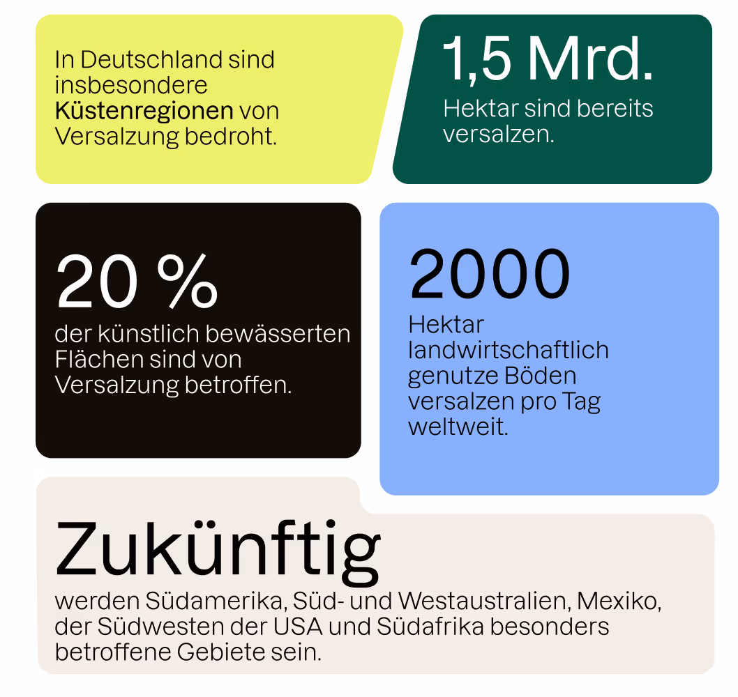 Schaubild: 5 Fakten über versalzene Böden