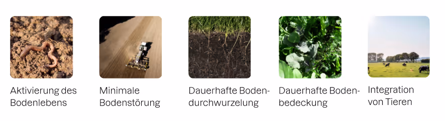 Schaubild: Fünf Prinzipien der Regenerativen Landwirtschaft