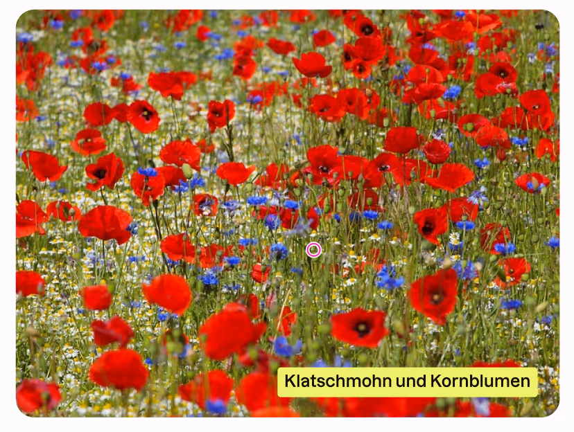 Klatschmohn und Kornblumen auf dem Feld