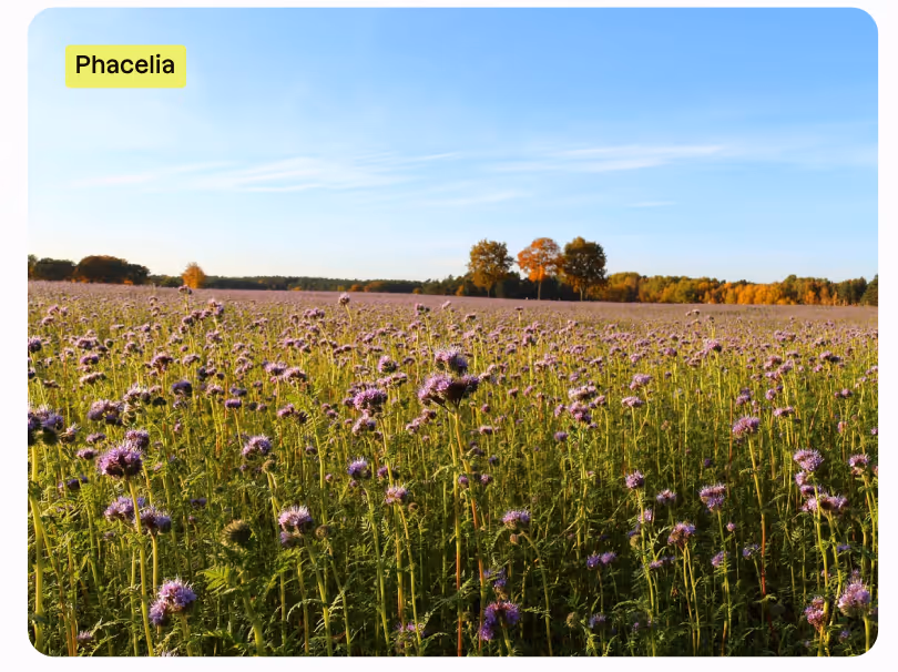 Lila Phaceliablüten auf dem Feld