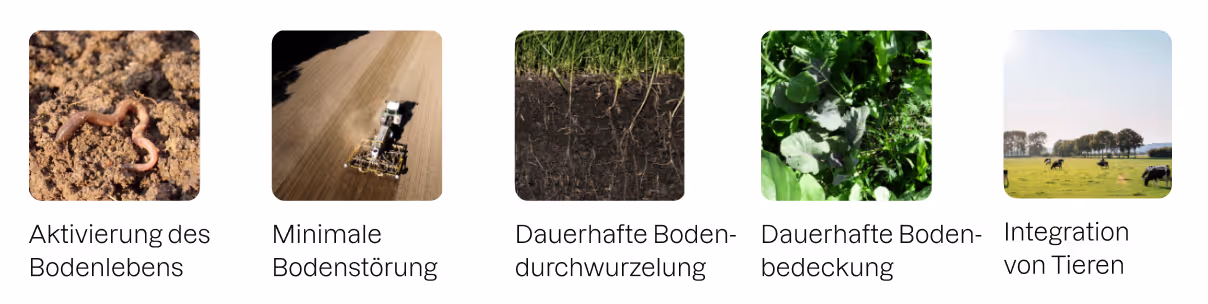 5 Prinzipien der Regenerativen Landwirtschaft