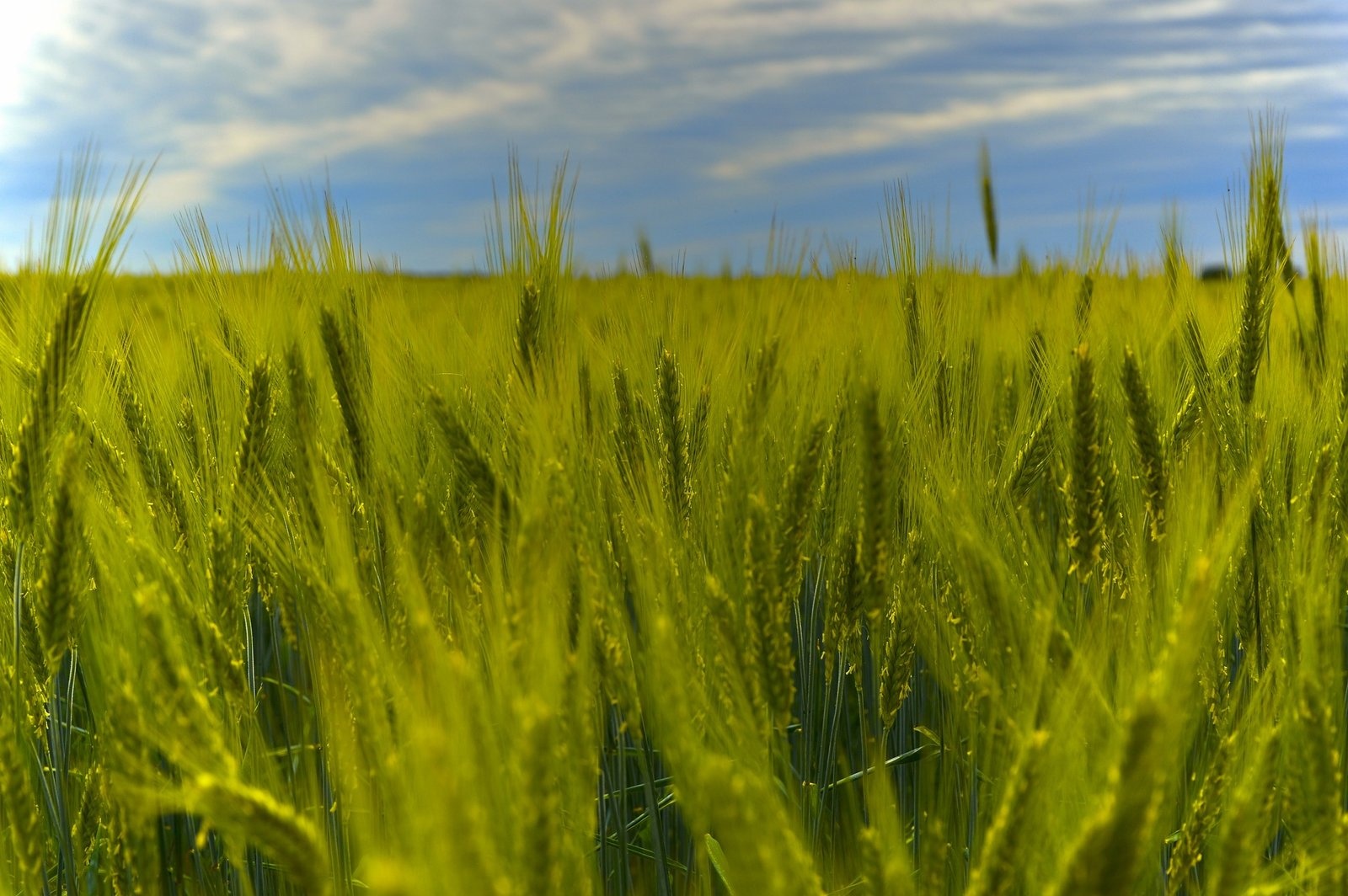 Grünroggen auf dem Feld