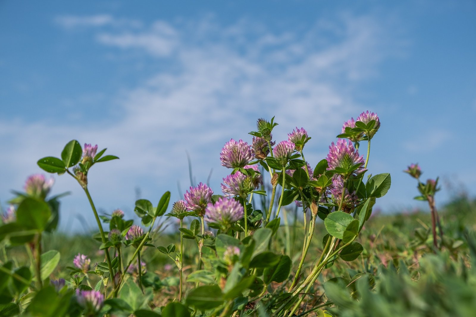 Lila Klee auf der Wiese vor blauem Himmel