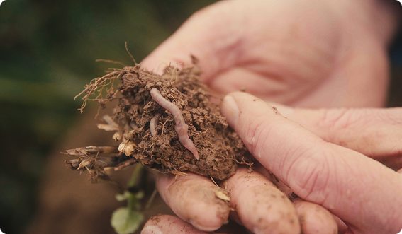 Erde mit organischem Material
