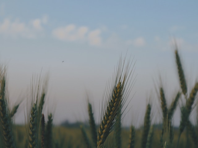 Ernte auf einem Getreidefeld