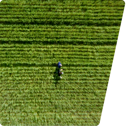 Feld-Bild (Placeholder)