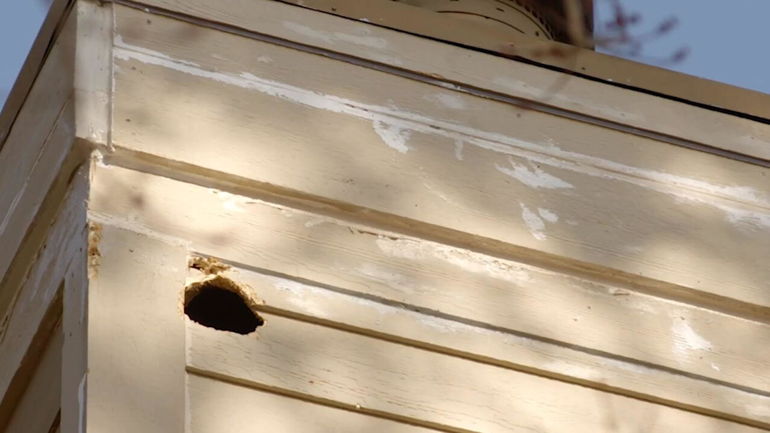 Would insurance cover siding damage from a woodpecker?