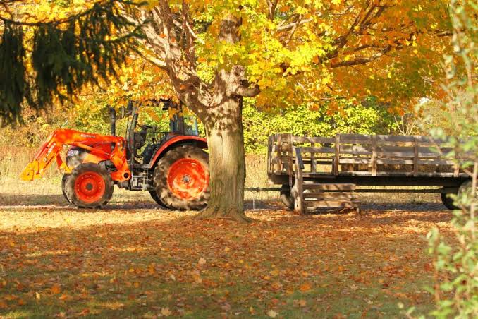 Tractor and wagon beneath bright autumn trees at a Delaware, Ohio farm