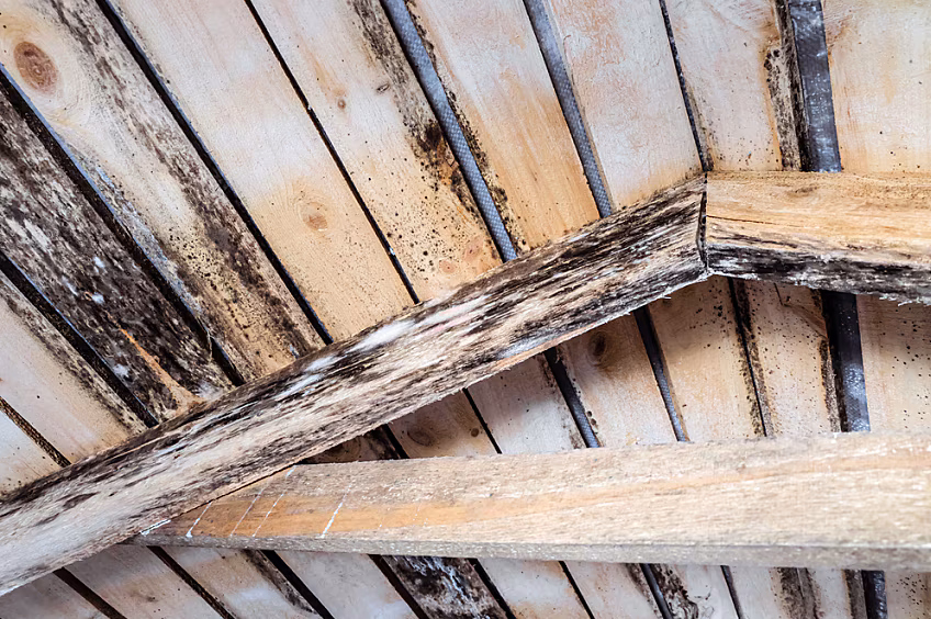 Moisture and mold damage on attic roof decking and wooden rafters from poor ventilation