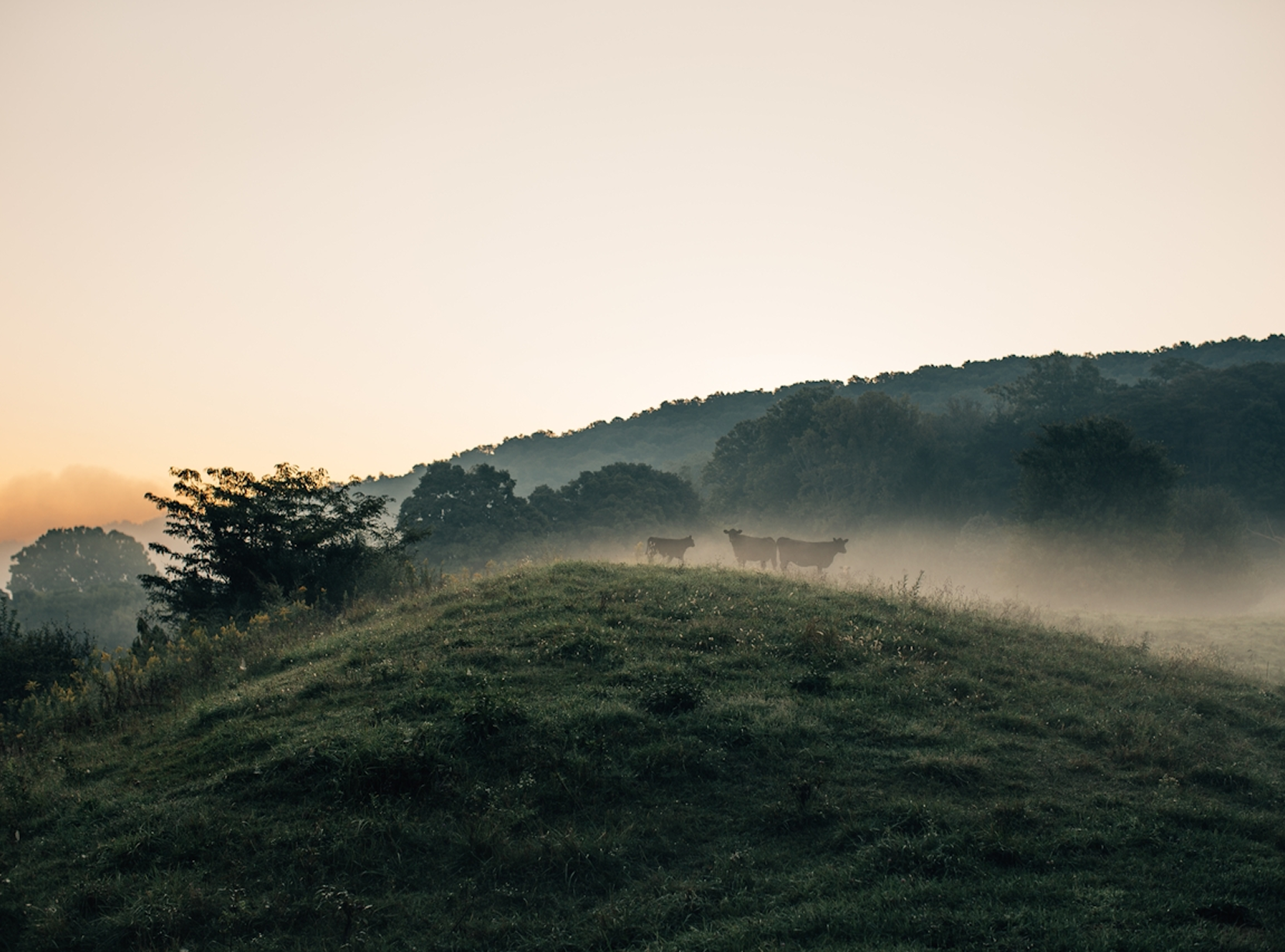 Cows on a hill in a misty field