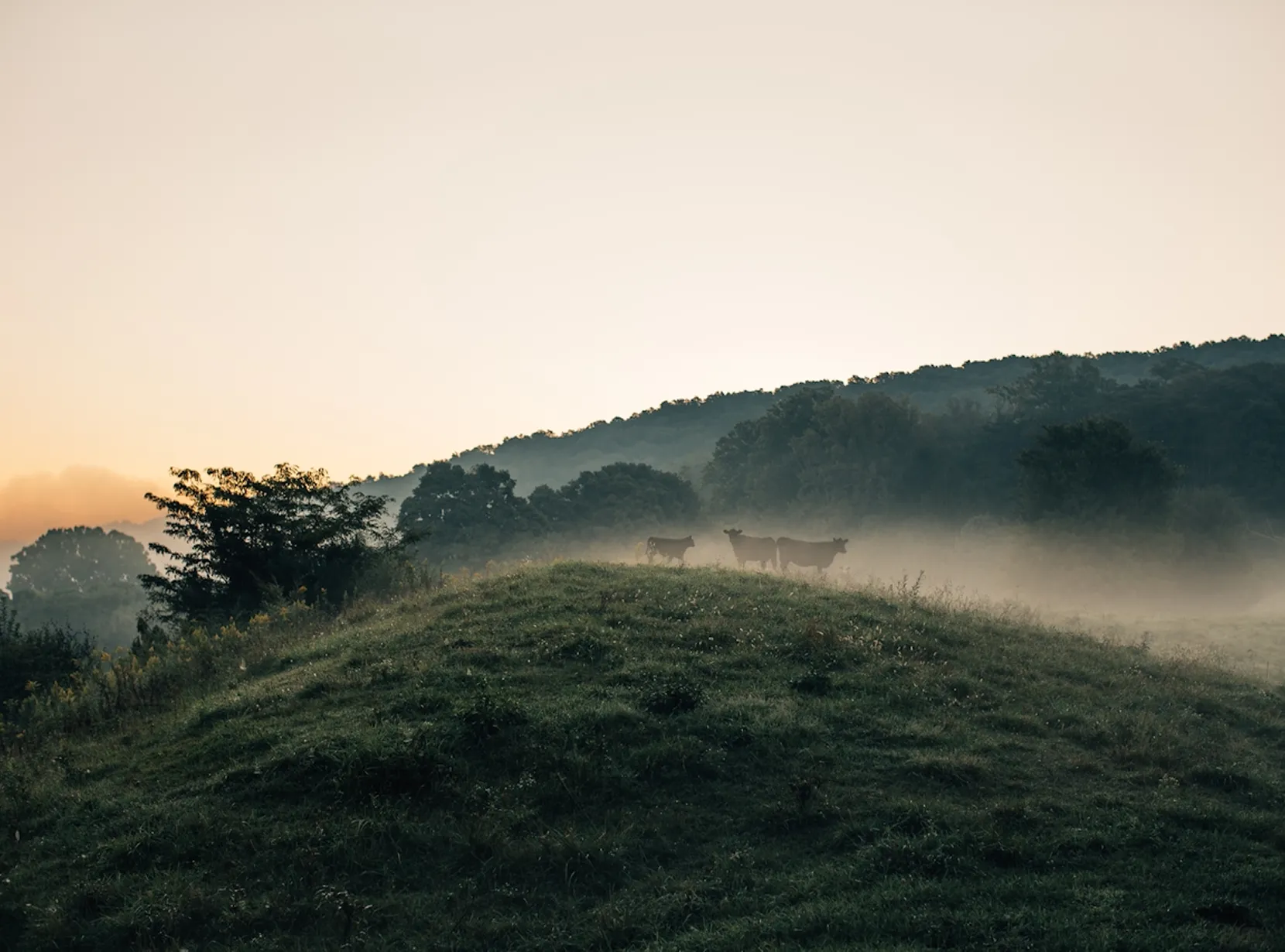 Cows on a hill in a misty field