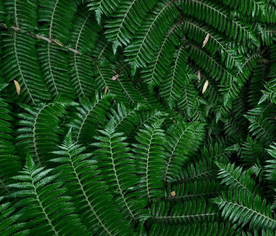 An image of New Zealand native ferns
