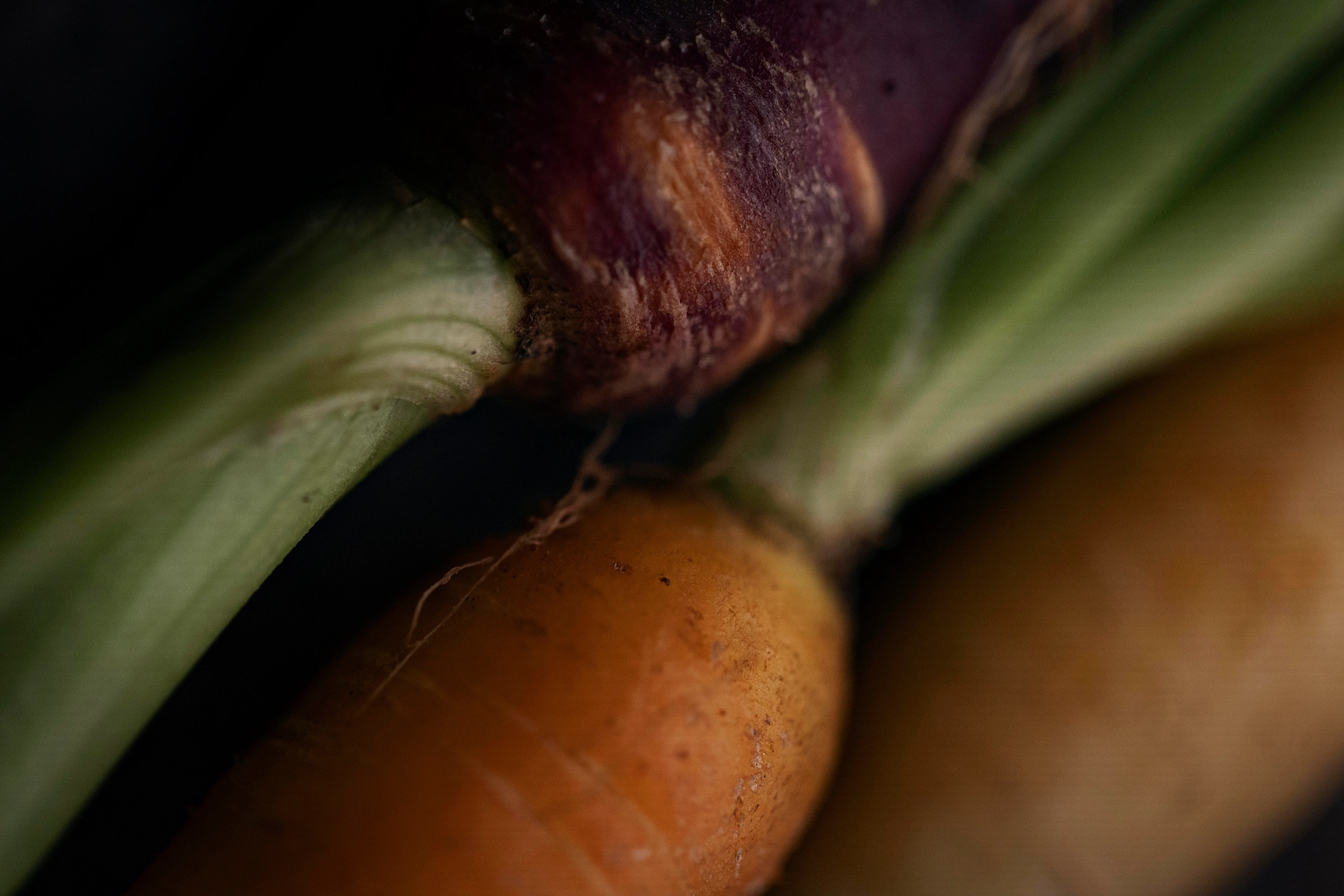 Close-up of multicolored carrots with green tops on a dark background.