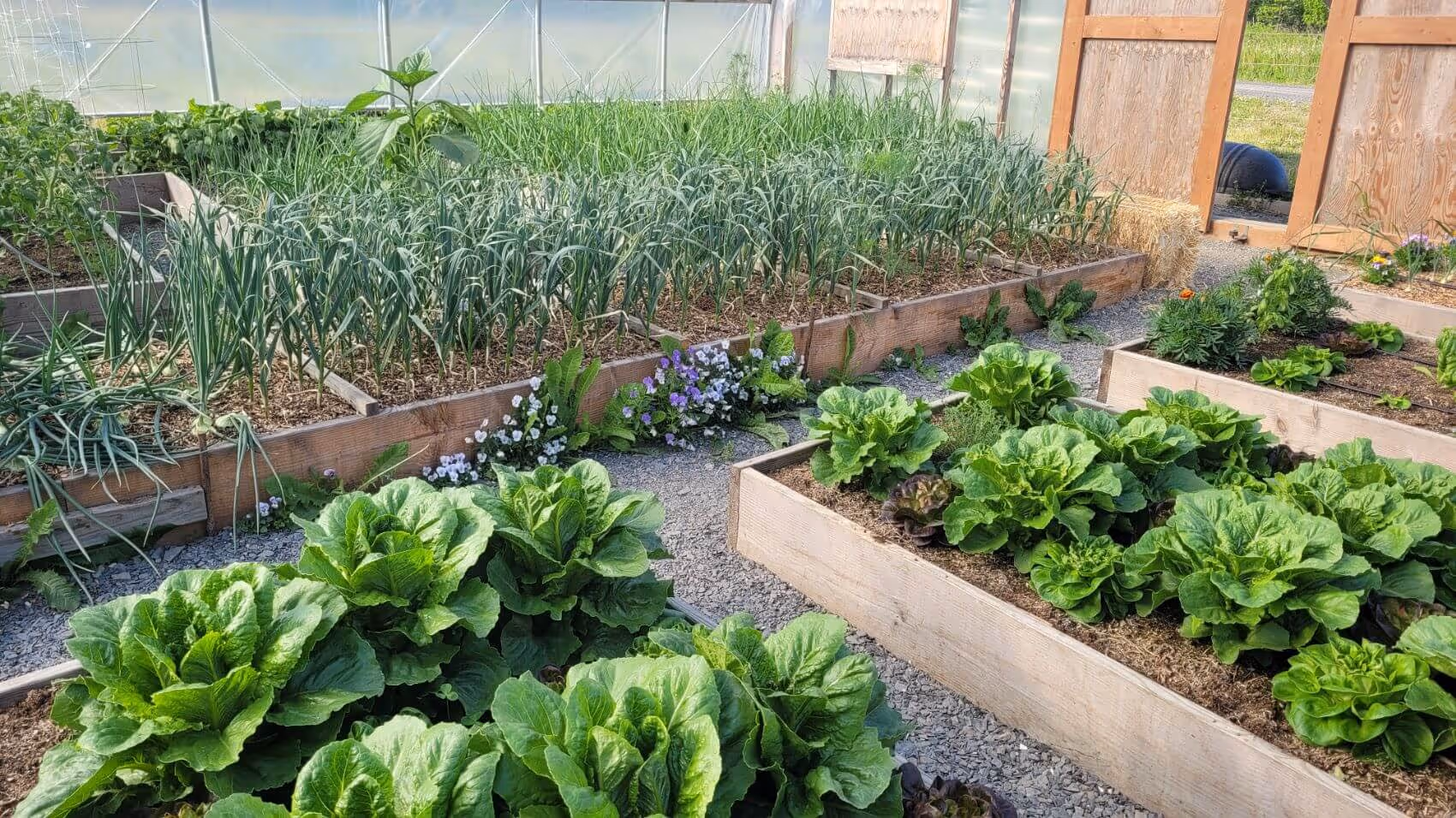 Raised garden beds inside a greenhouse with lush green lettuce, onions, and flowering plants.
