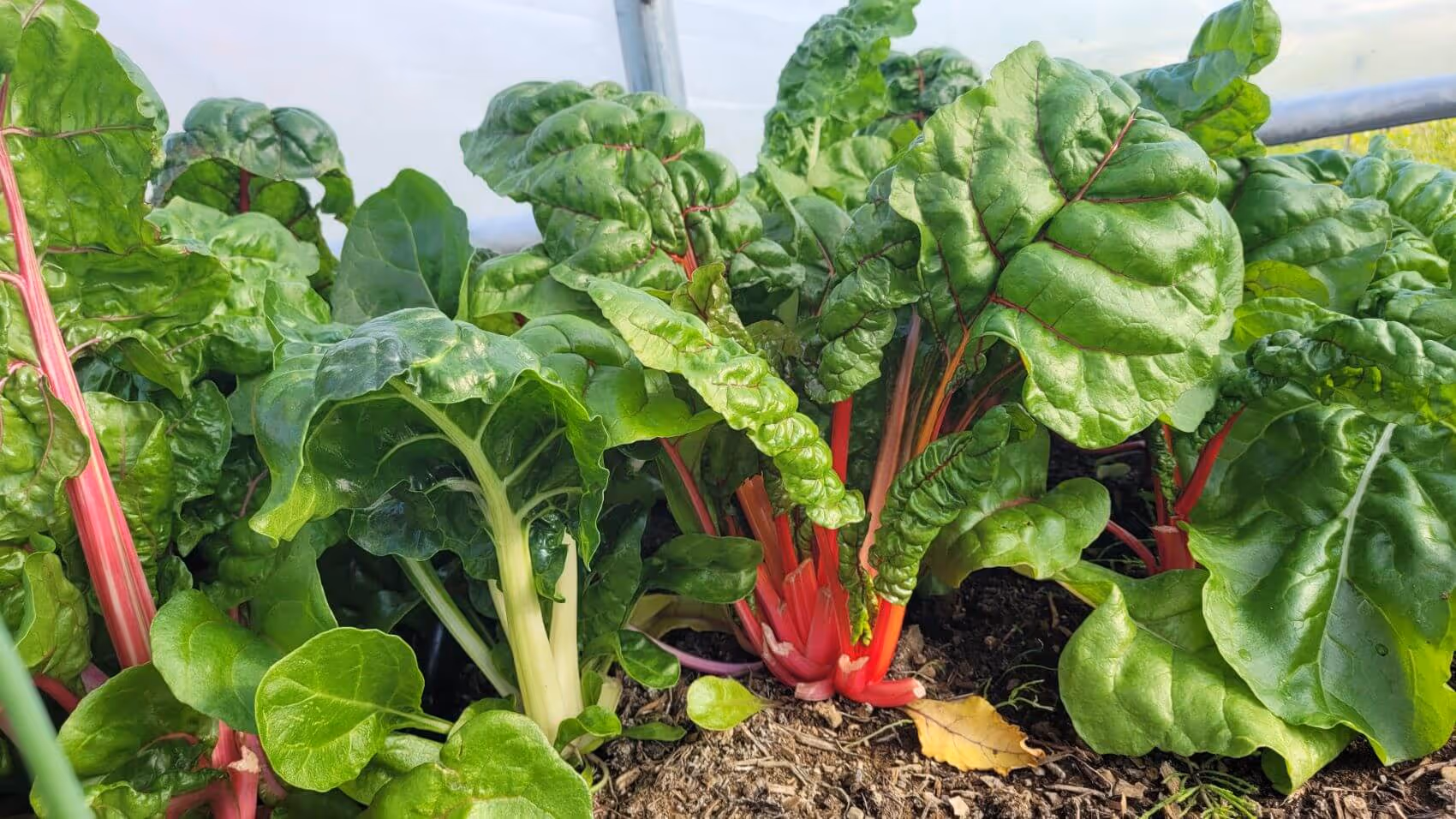 Close-up of Swiss chard plants with bright green leaves and vibrant red and white stems growing in soil.