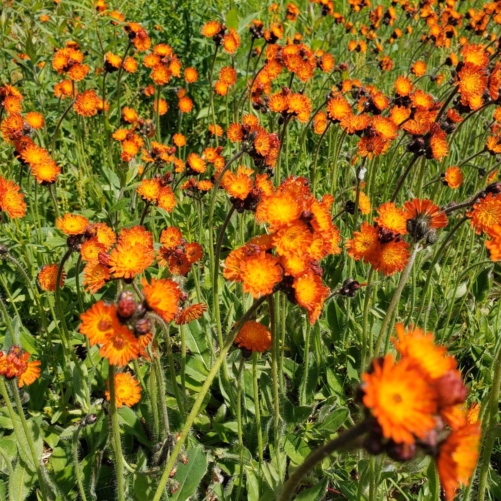 Field of bright orange hawkweed flowers with green leaves and grass in sunlight.