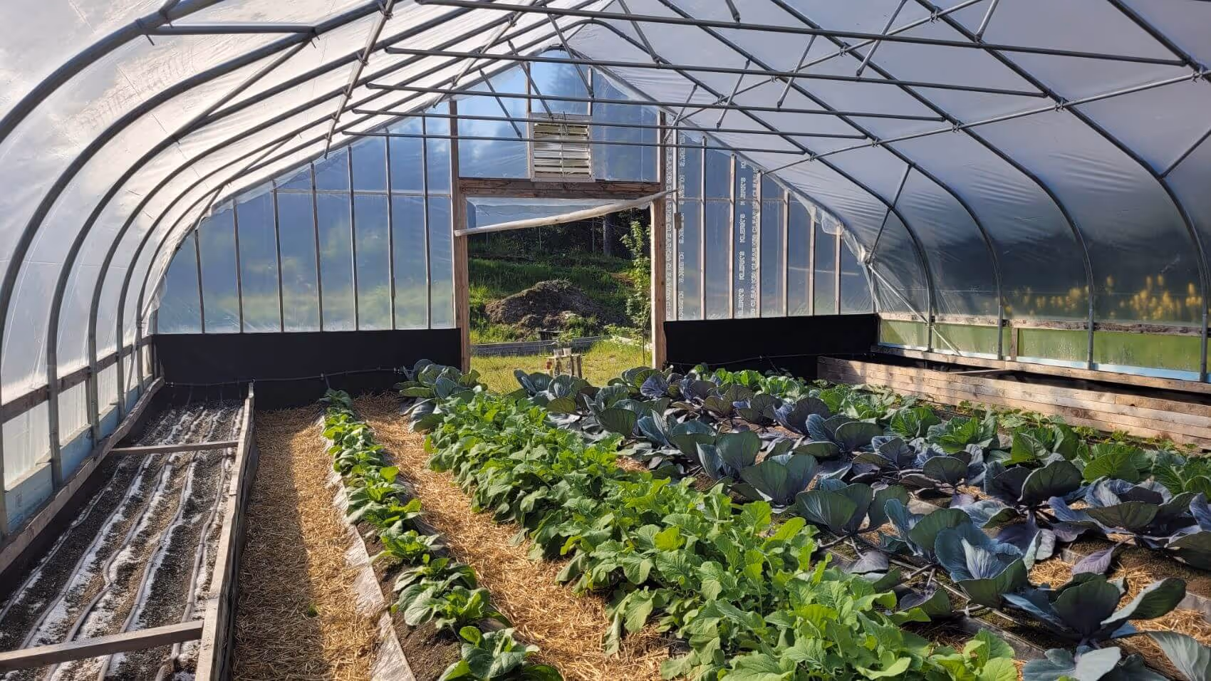 Inside view of a greenhouse with rows of growing leafy green and purple plants on straw-covered soil beds.