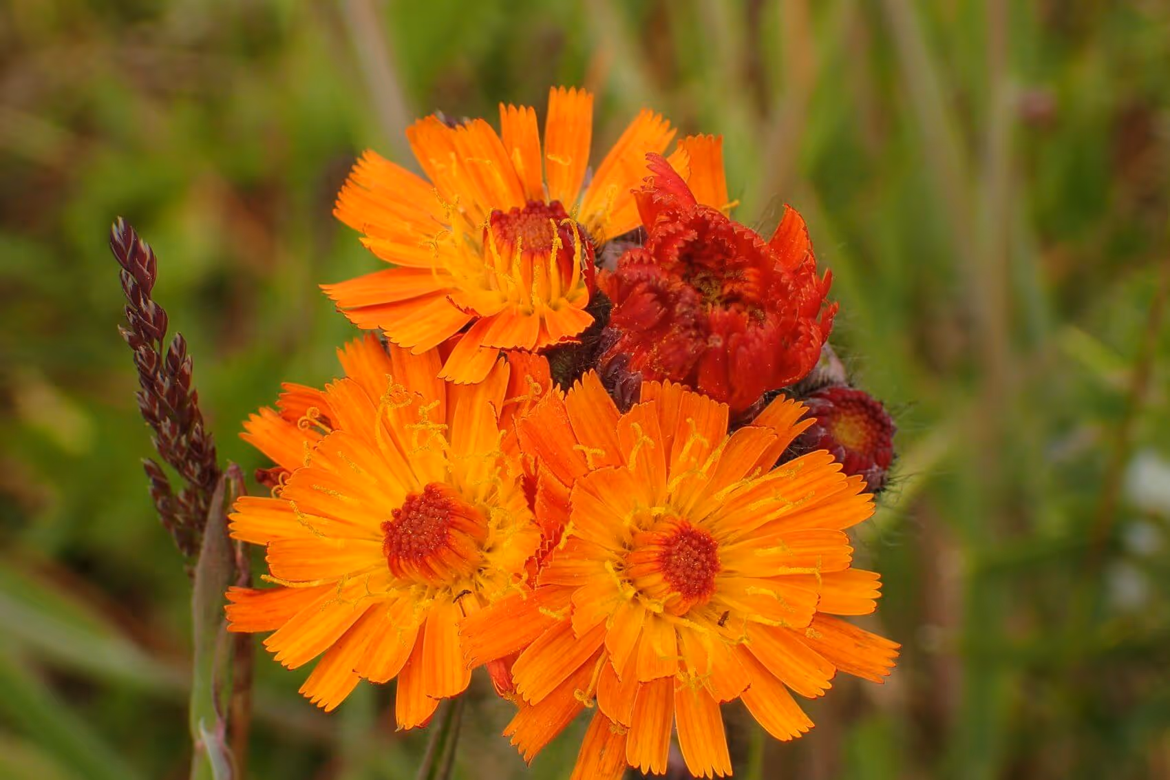 Bright orange and red hawkweed flowers in a green field background.