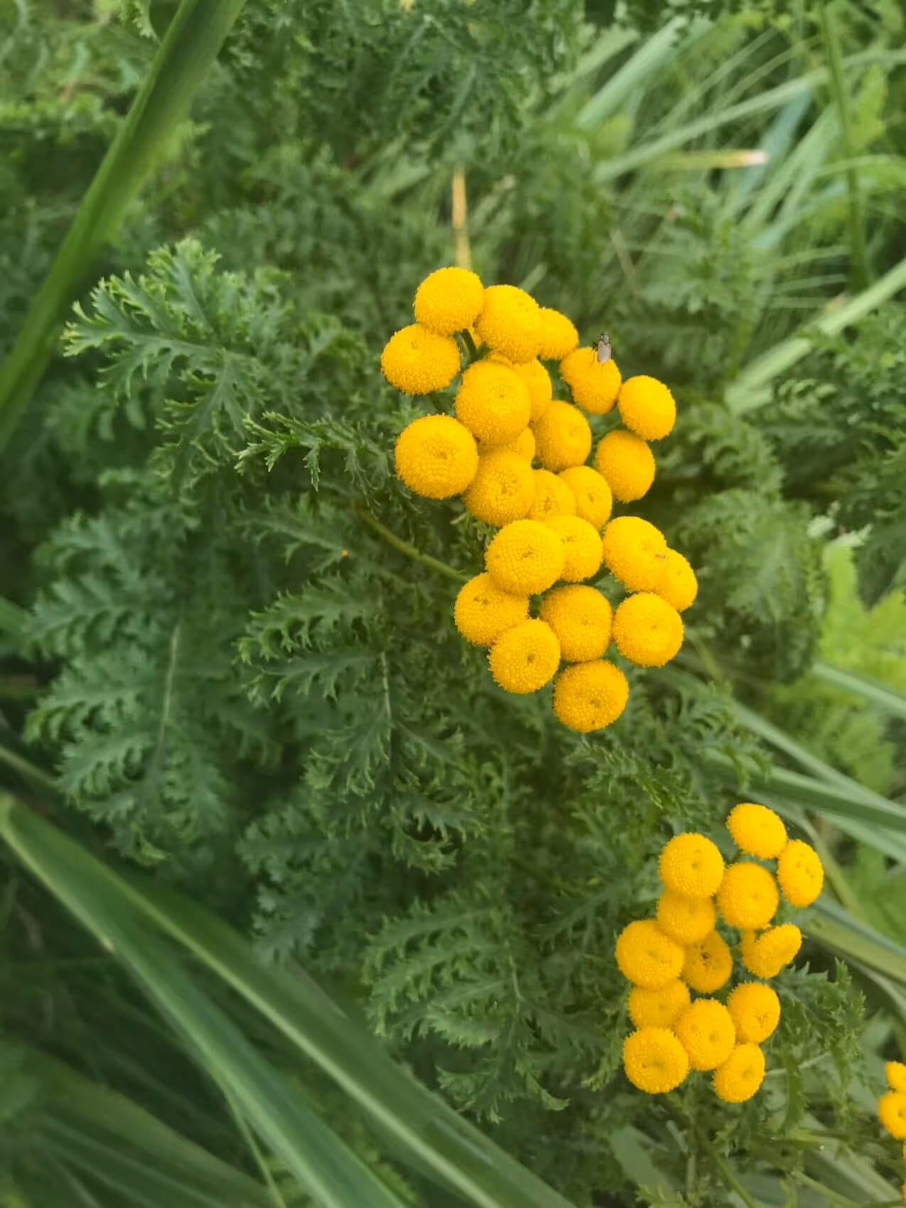 Clusters of small round yellow flowers with textured petals amidst green feathery leaves and grass.