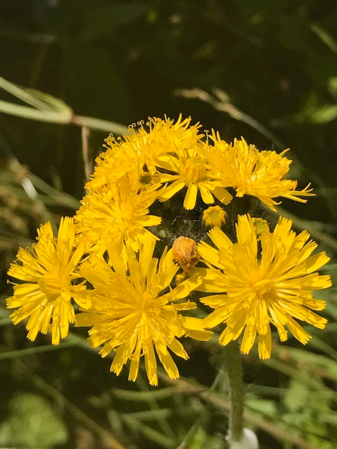 Close-up of a cluster of bright yellow wildflowers with slender petals and curled stamens against a blurred green background.