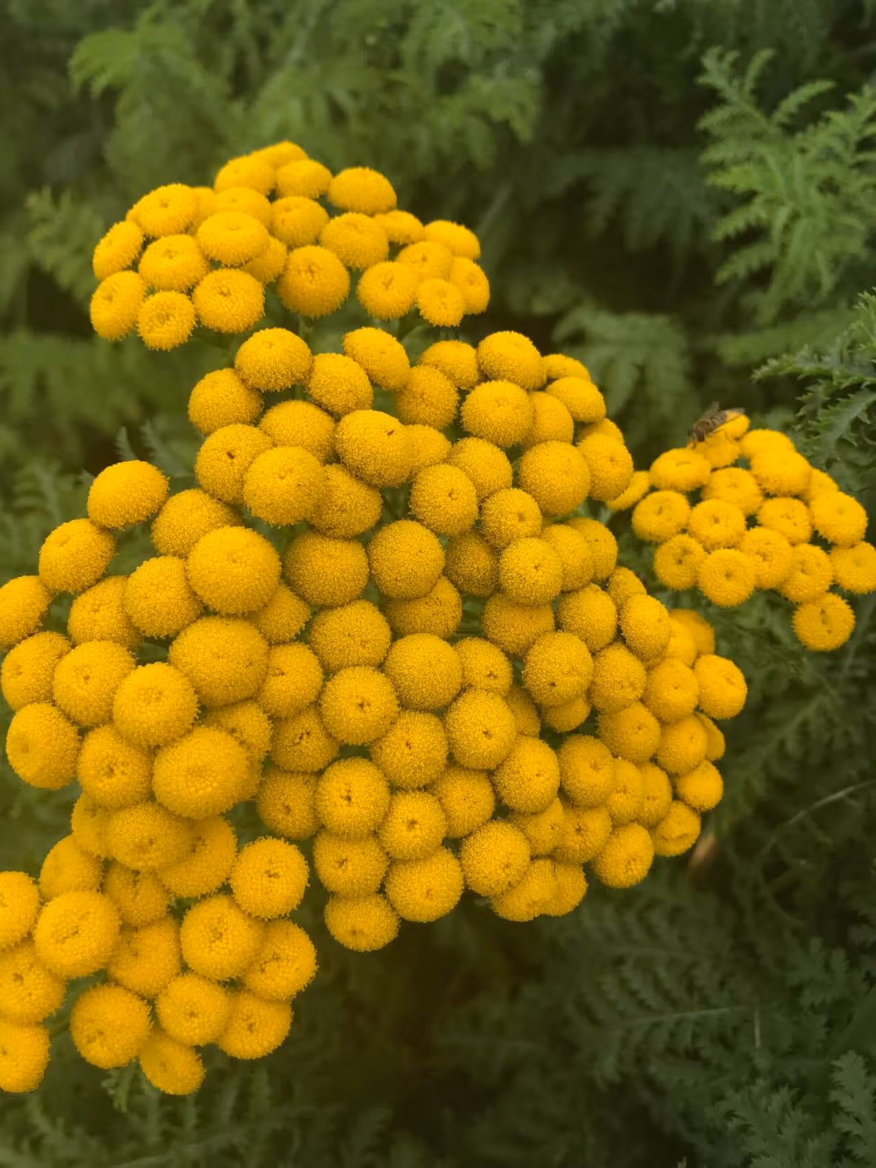 Cluster of bright yellow tansy flowers with small round blooms surrounded by green fern-like leaves.