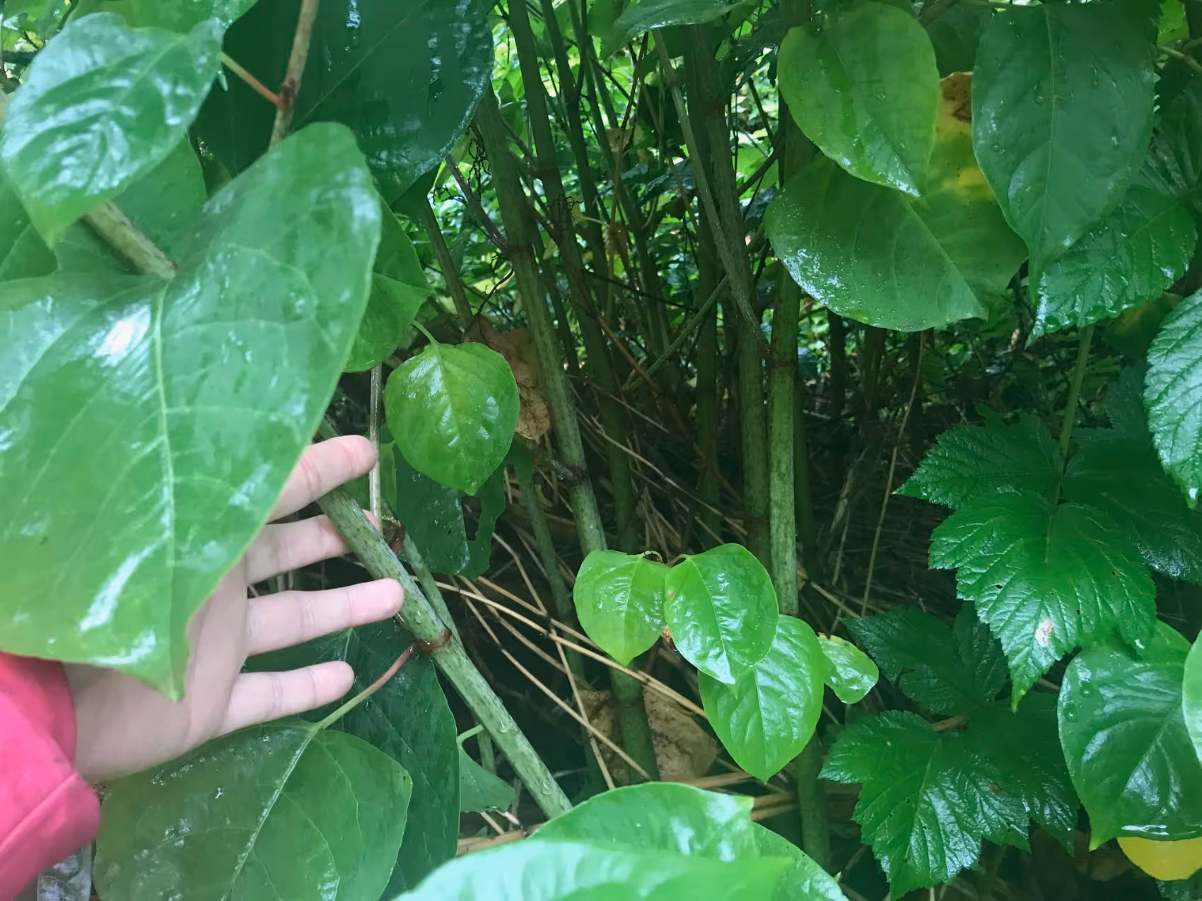 A hand holding a green vine among dense green leaves and branches in a forest or garden.