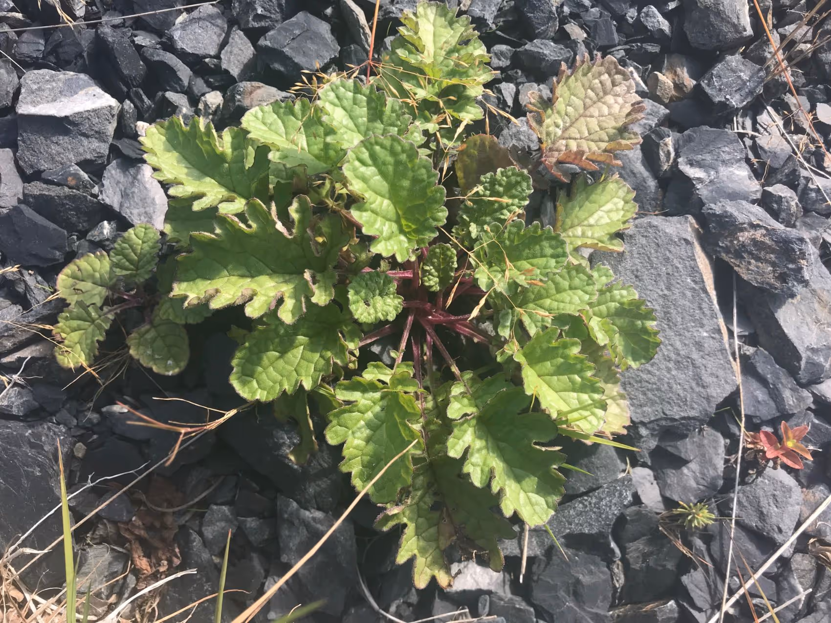 Green plant with broad, scalloped leaves growing among gray rocks in sunlight.
