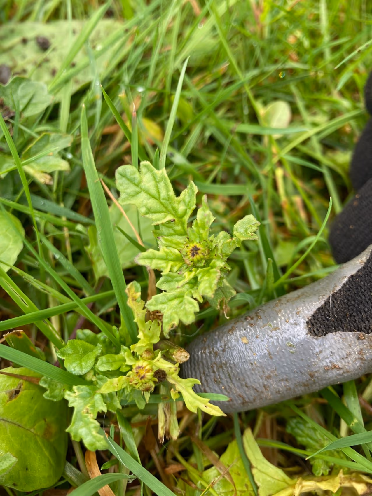 A large gray slug crawling on green grass near a small green leafy plant with tiny buds.