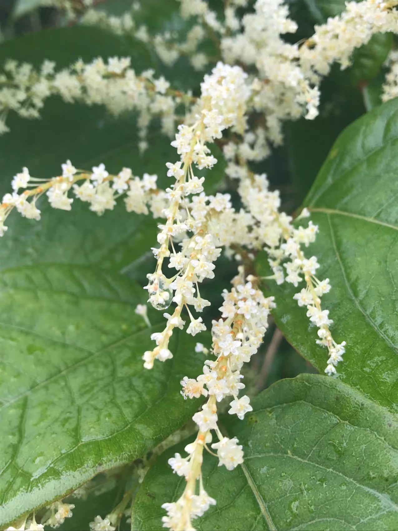Close-up of delicate small white flowers on thin branches with large green leaves in the background.