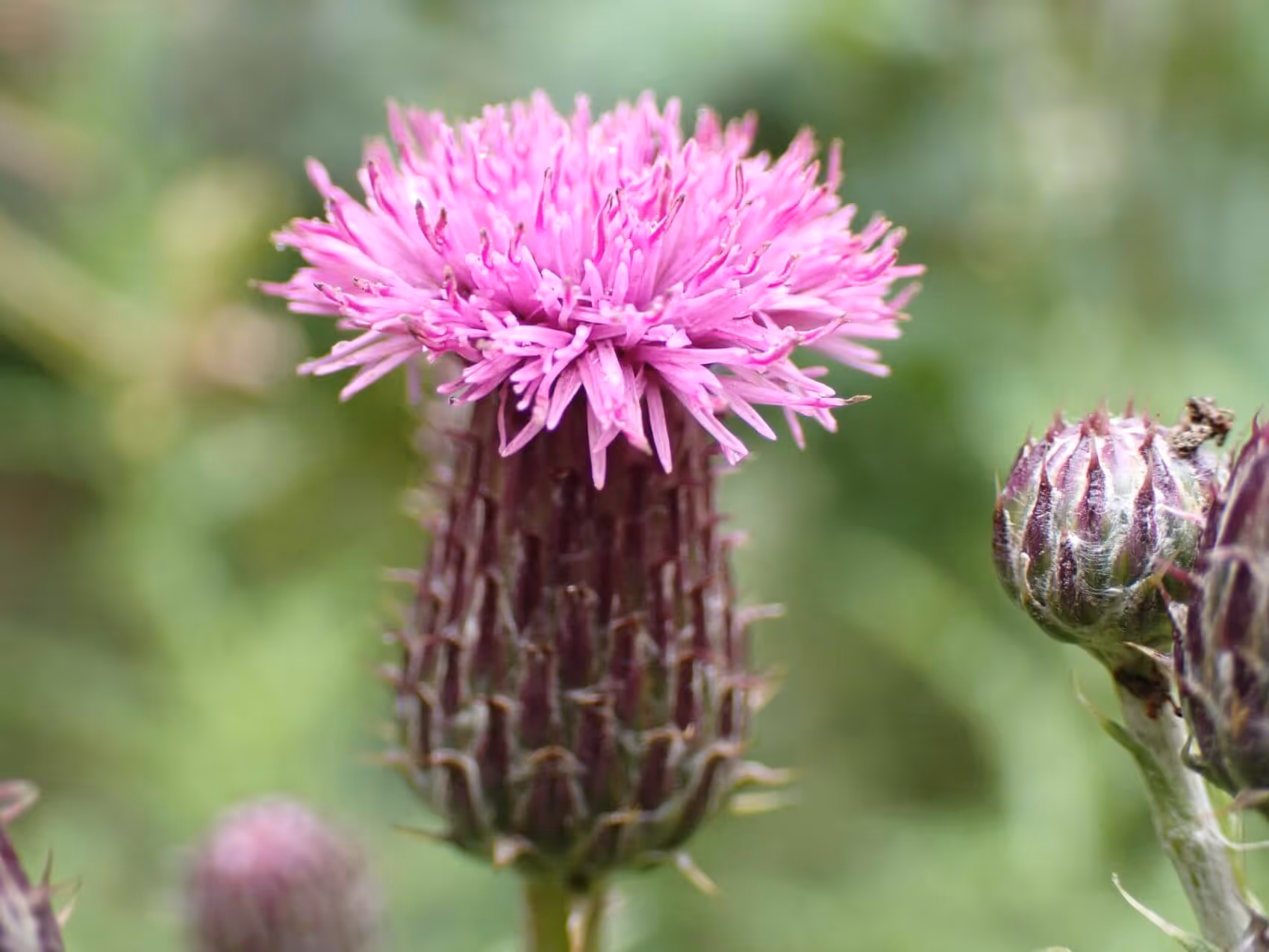 Close-up of a purple thistle flower with spiky petals and buds on a blurred green background.