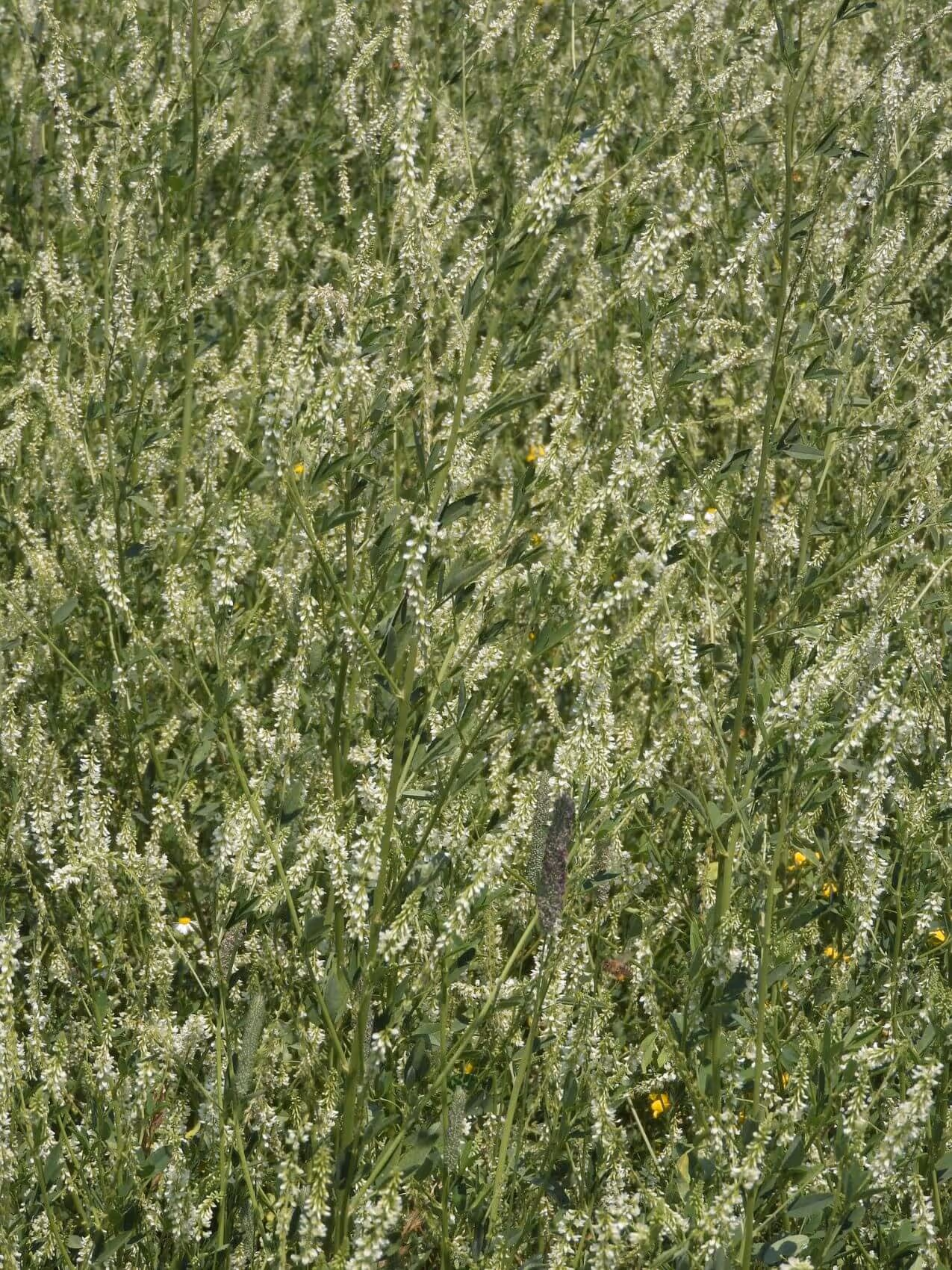 Dense cluster of tall green plants with numerous small white flowers.