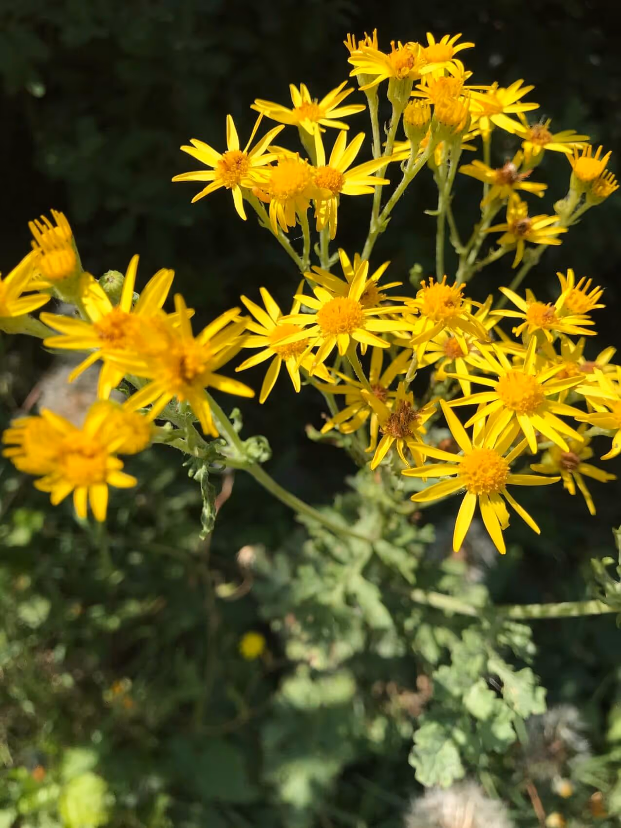 Cluster of bright yellow ragwort flowers with green foliage in the background.