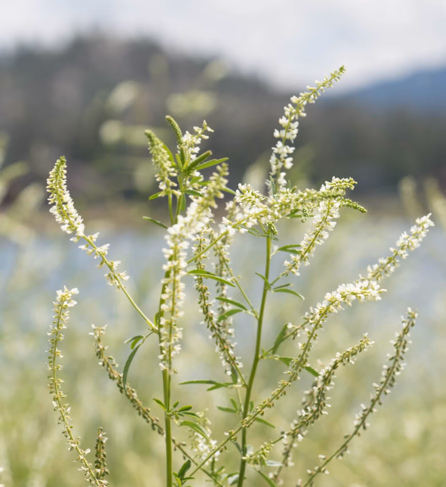 Close-up of white flowering stems of a wild plant against a blurred outdoor background.