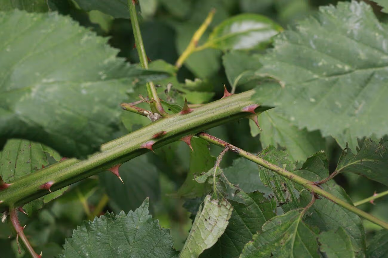Close-up of a green thorny stem with large green leaves in the background.