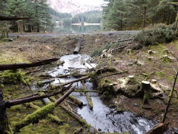 Forest stream flowing through an area with tree stumps and fallen logs, with a lake and forested mountains in the background.