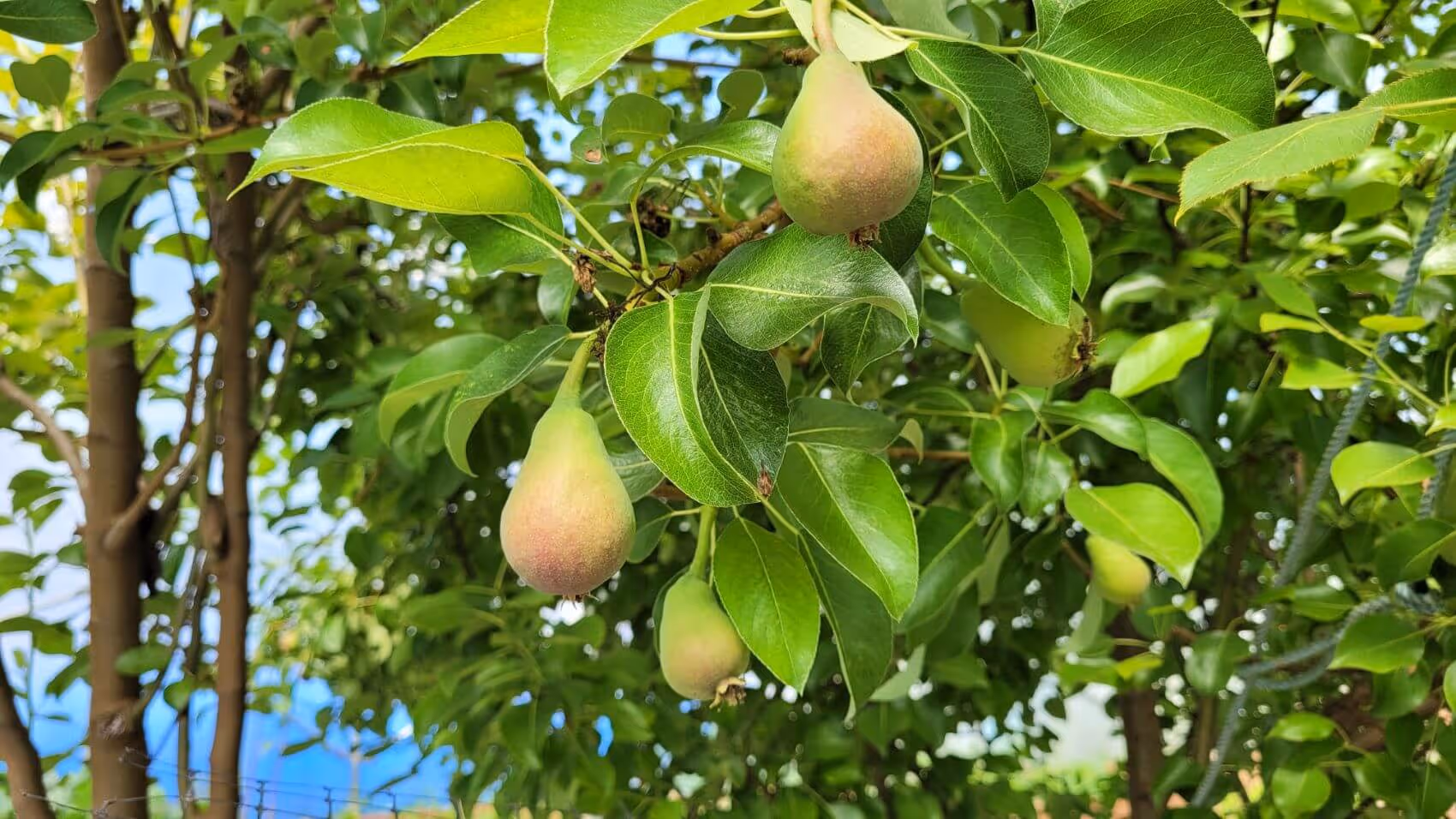 Unripe pears hanging from a leafy tree branch in an orchard.