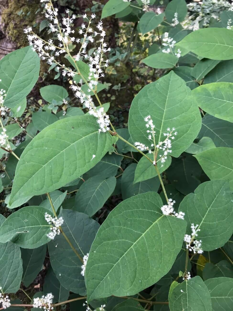 Green leaves with clusters of small white flowers on thin stems in a natural outdoor setting.