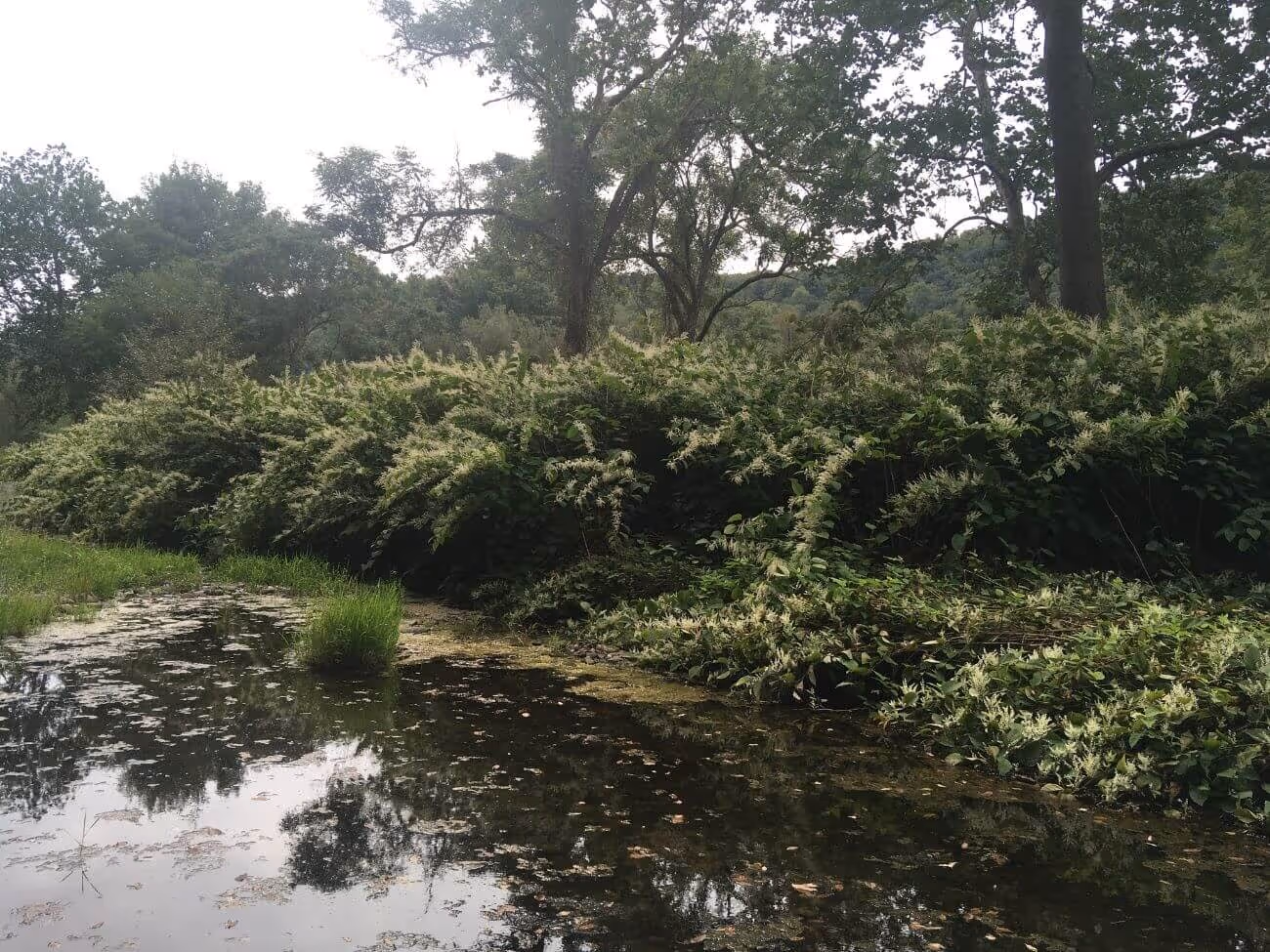 Bushes with white flowers growing beside a pond with reflections of trees in a forested area.