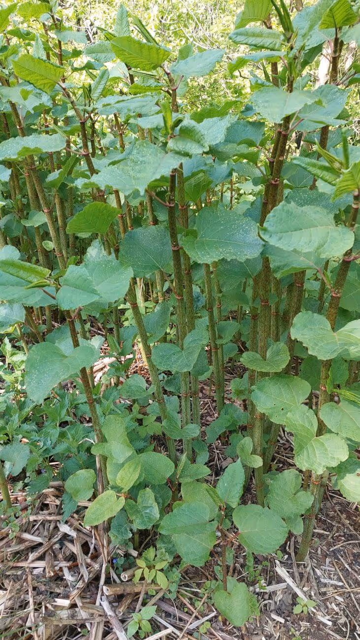 Dense cluster of green leafy plants with tall, thin, textured stems growing from the ground covered with dry leaves.