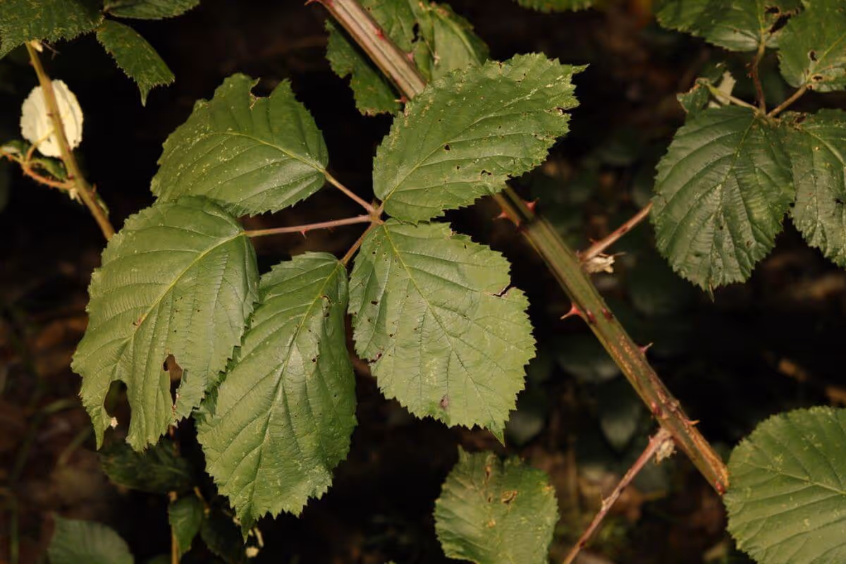 Close-up of green leaves with serrated edges on a thorny stem, against a dark background.