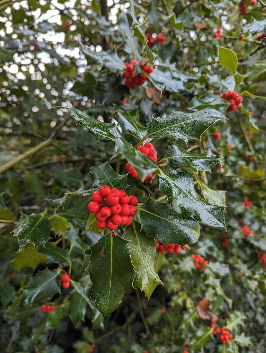 Cluster of bright red holly berries surrounded by glossy, spiky green holly leaves on a branch.