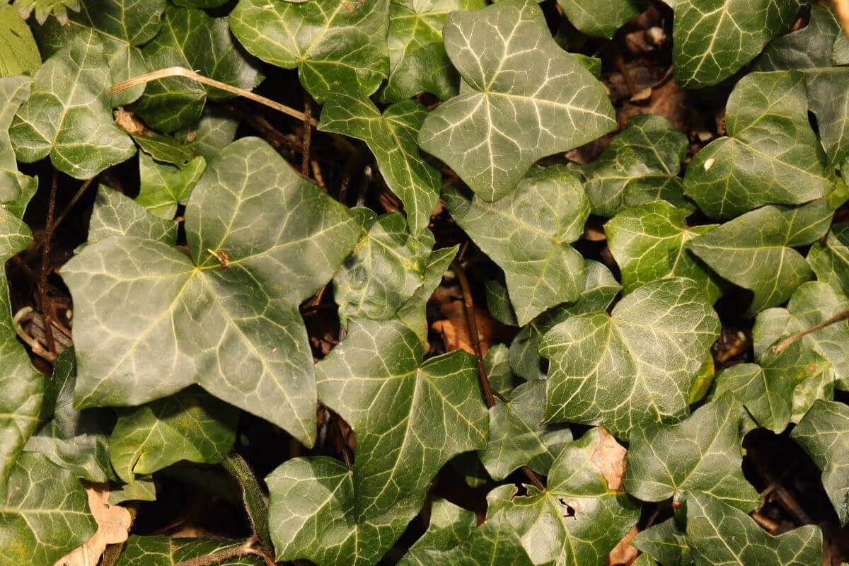 Close-up of green ivy leaves with visible white veins.