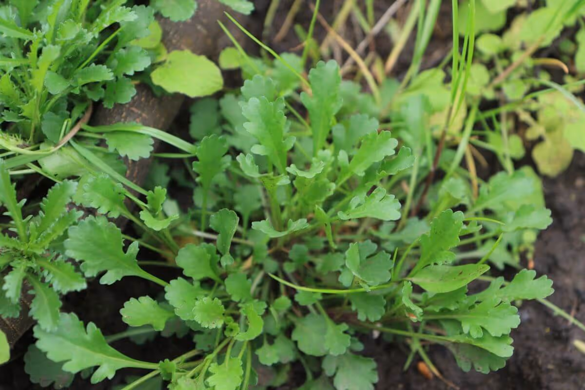 Green leafy plant with lobed, serrated leaves growing close to the soil.