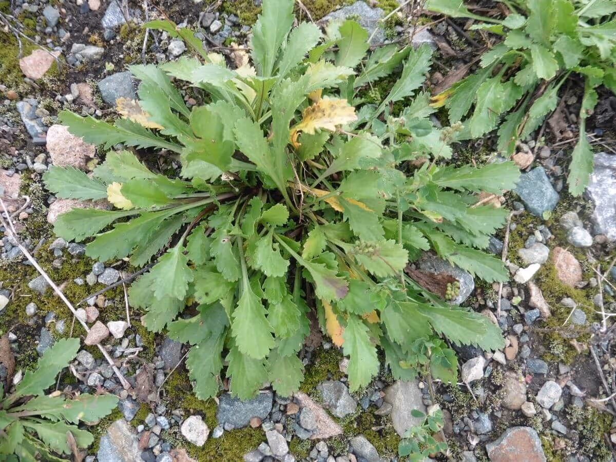 Green leafy plant with jagged edges growing on rocky soil with moss and small stones.