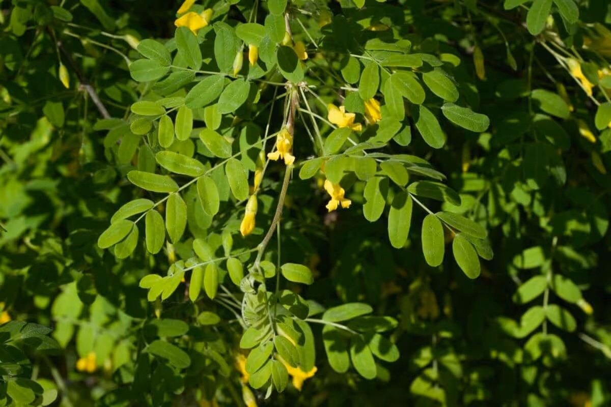 Green leaves with small yellow flowers on a plant under sunlight.