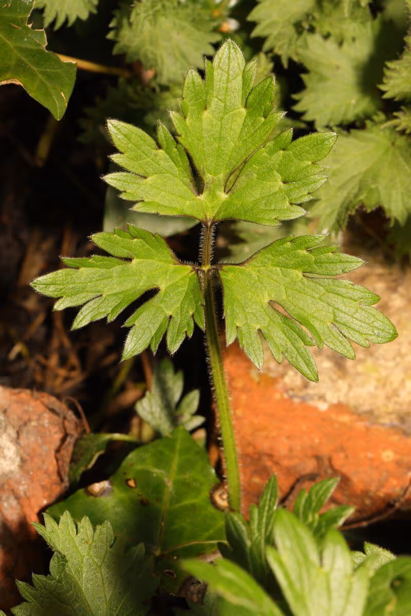 Close-up of a green, serrated leaf with a hairy stem in natural outdoor setting.