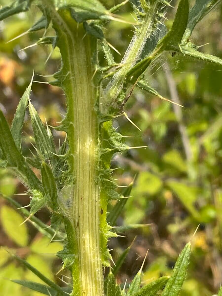 Close-up of a green, spiky plant stem with sharp thorns and small leaves.